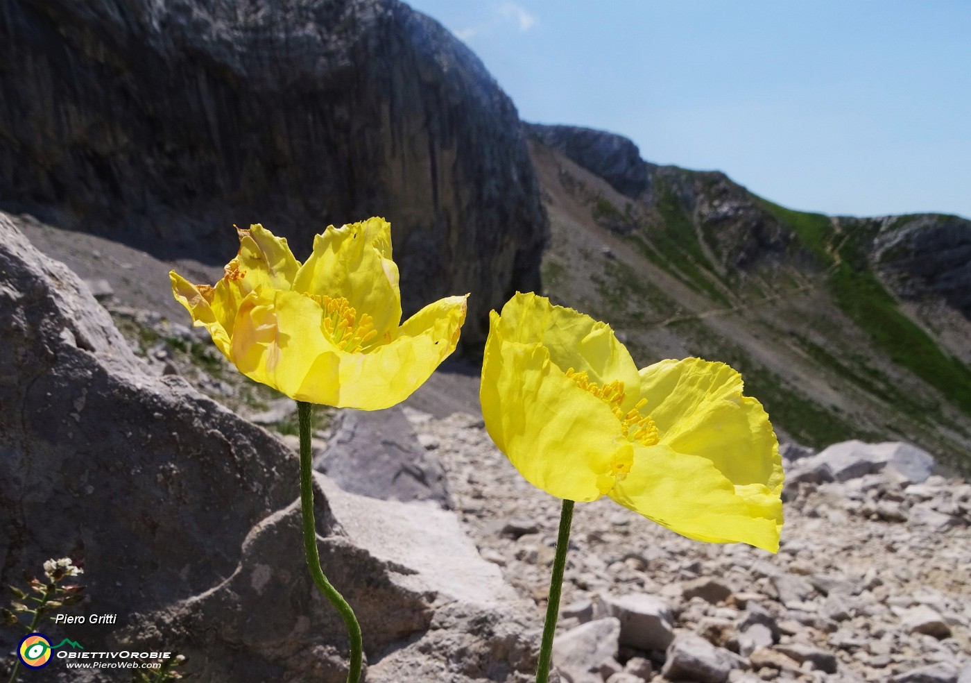 56 Rientrando sul sent. 244 riammiriamo il Papaver rhaeticum (Papavero dorato) sui ghiaioni del Mandrone.JPG